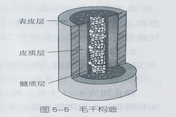 人(rén)體(tǐ)生(shēng)理(lǐ)基礎知(zhī)識—毛發的(de)結構