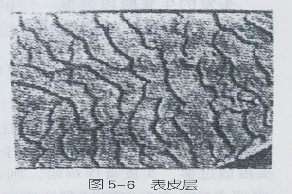 人(rén)體(tǐ)生(shēng)理(lǐ)基礎知(zhī)識—毛發的(de)結構